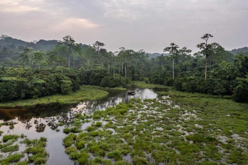A lush rainforest landscape with tall trees, dense green foliage, and waterlogged grassy areas under a cloudy sky, reflecting the trees and sky in the still water.