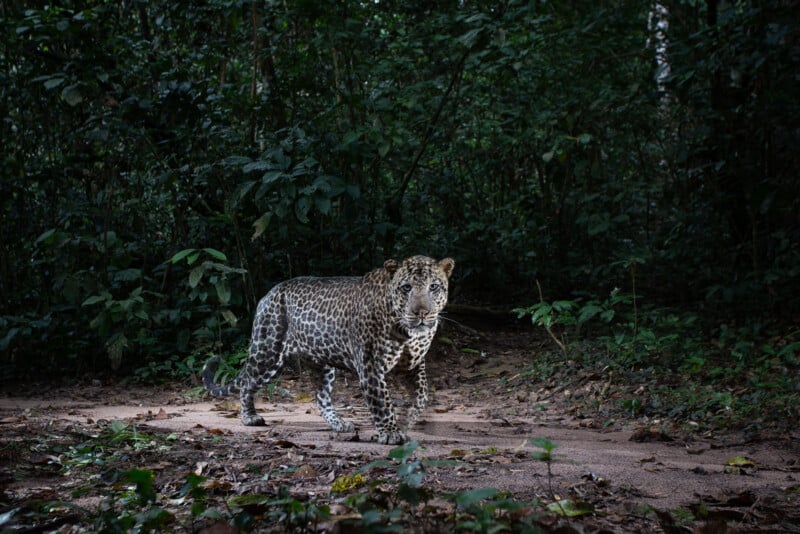 A leopard stands alert on a dirt path in a dense, green forest, surrounded by foliage and trees, with dappled light filtering through the canopy above.