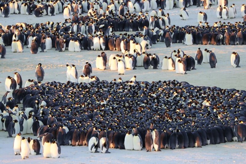 Hundreds of emperor penguins gather closely together in large groups on icy, snowy ground, with many adults and chicks visible, all facing various directions.
