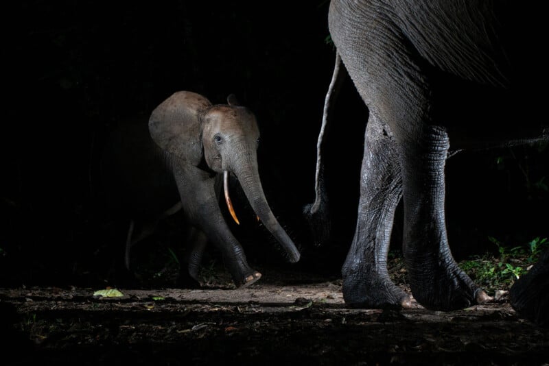 A baby elephant walks closely behind an adult elephant at night, illuminated against a dark background. The baby’s trunk is outstretched as it follows the adult along a forest path.