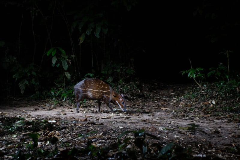 A small brown deer with white spots walks on a dirt path in a dark forest, illuminated by a single light source. Lush green plants and trees surround the animal in the background.