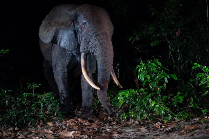 A large elephant with long curved tusks stands on leafy ground at night, surrounded by dense green foliage and partially illuminated against a dark forest background.