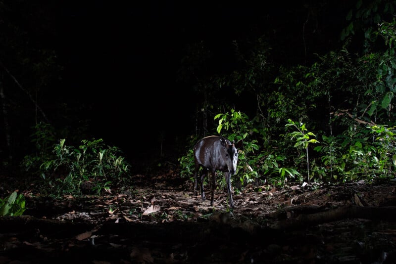 A single forest-dwelling animal, likely an okapi, stands on a leaf-covered forest floor at night, surrounded by dense green foliage, illuminated by a spotlight against a dark background.