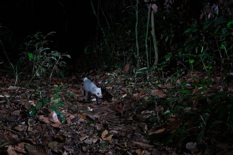 A small gray mammal stands on a leaf-covered forest floor at night, surrounded by dense vegetation, illuminated by a camera flash while the background fades into darkness.