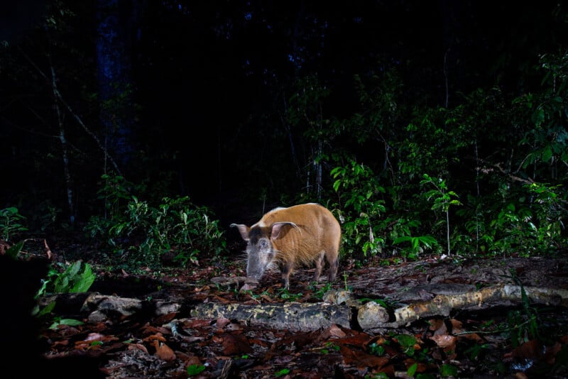 A red river hog with reddish-brown fur stands on the forest floor at night, surrounded by dense green foliage and fallen branches, illuminated by a spotlight.