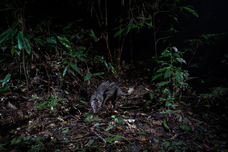 A nocturnal rodent with spiky fur walks on the leaf-covered forest floor, surrounded by dense green plants and darkness in a rainforest setting.
