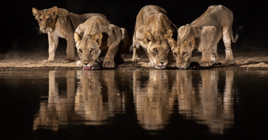 African Waterhole