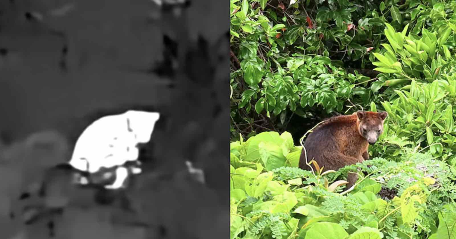 Split image: Left side is a blurry, grayscale infrared image of an animal in foliage; right side shows a tree kangaroo sitting among lush green leaves in a forest.