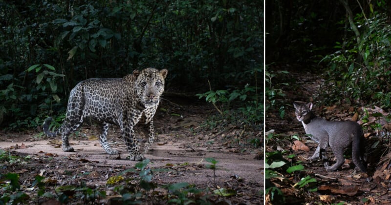 A leopard stands on a forest path surrounded by dense greenery. Beside it, a smaller wildcat with a gray coat and white markings stands on the forest floor, also looking toward the camera.
