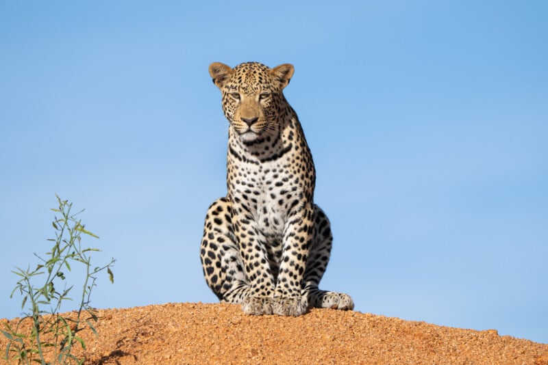 A leopard sits atop a mound of reddish-brown dirt under a clear blue sky. Its eyes are focused forward, and its spotted coat contrasts with the bright background. A small green plant grows on the left side of the image.