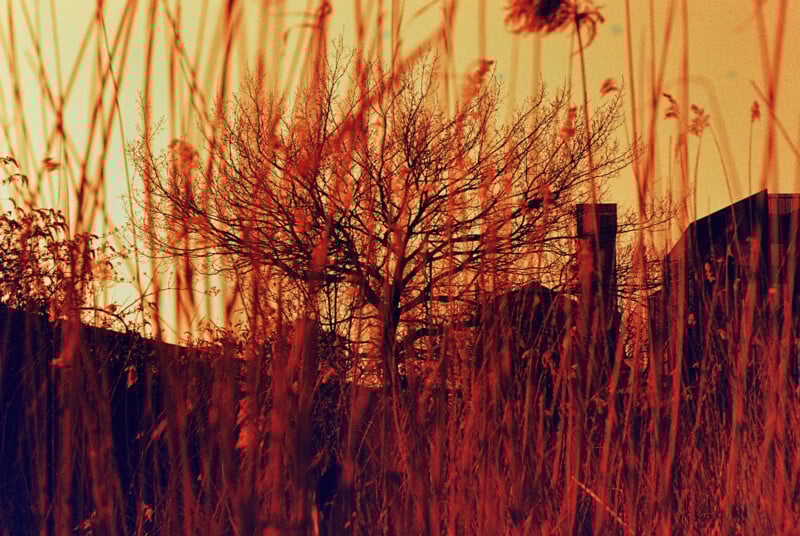 Silhouetted tree and buildings against an orange sunset sky, with tall grass in the foreground creating an atmospheric scene.
