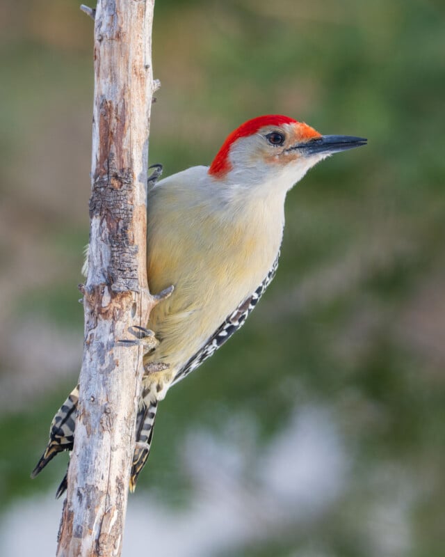 A woodpecker with a red head, pale yellow body, and black-and-white wings is perched on the side of a tree trunk. The background is softly blurred with green and beige tones.