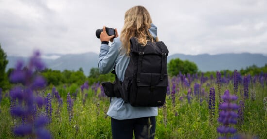 A person with long hair, wearing a blue jacket and black backpack, is taking a photo with a camera in a field of purple flowers. The background features lush green trees and distant mountains under a cloudy sky.